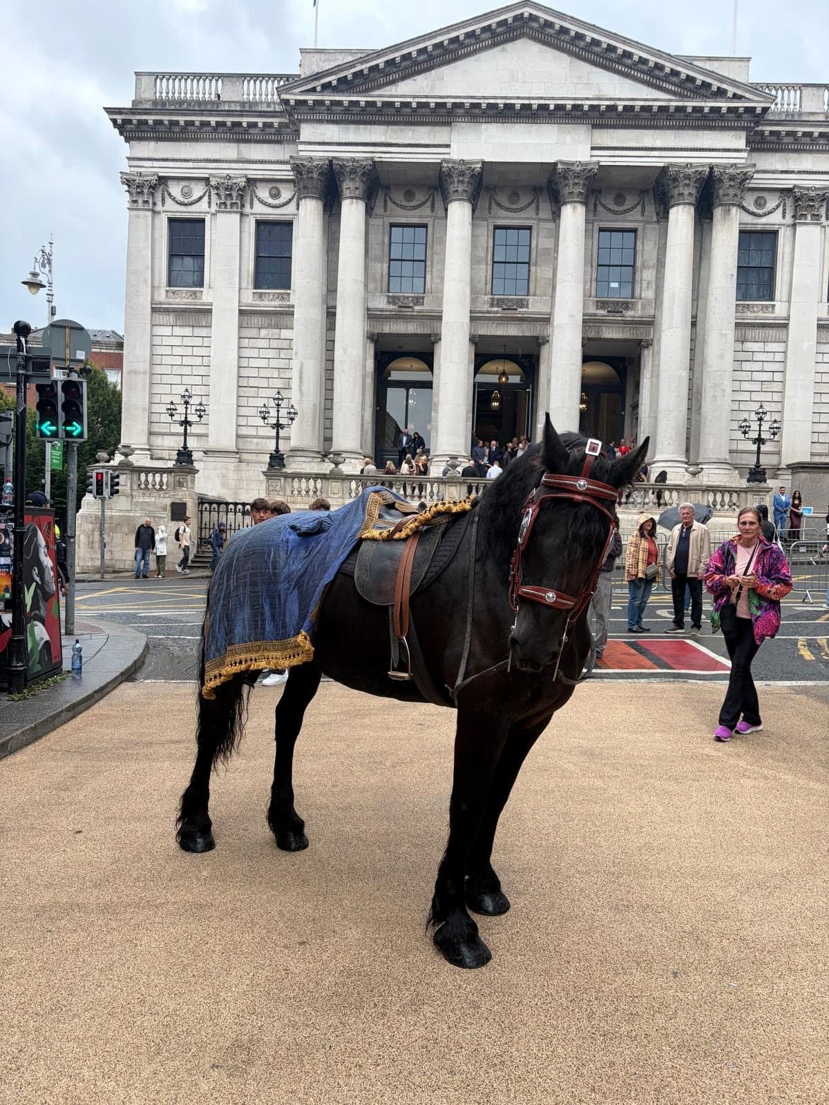 Romeo, a black Friesian, standing saddled outside Dublin City Hall